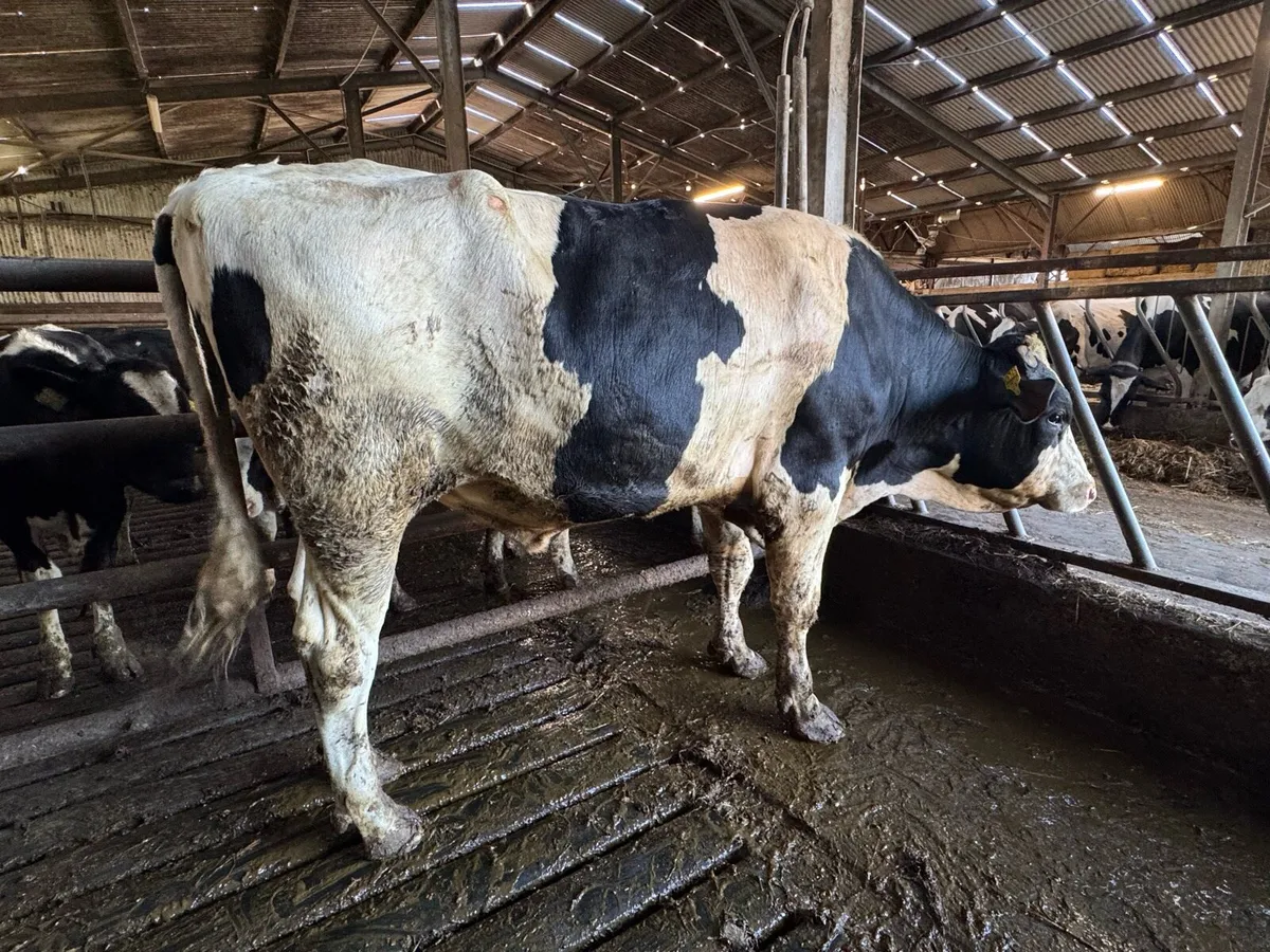 Pedigree registered Holstein bull - 20 months old - Image 2