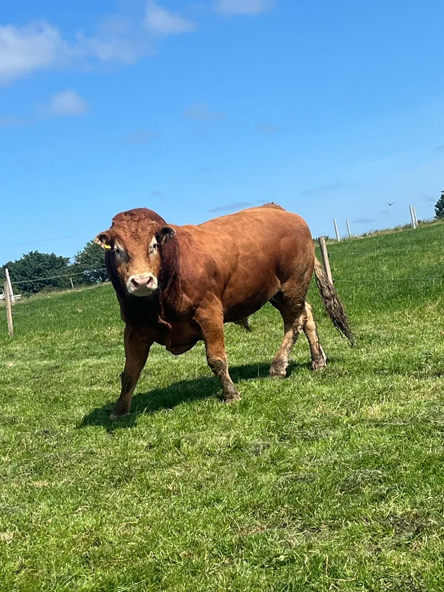 CFU Cattle bought - Image 1