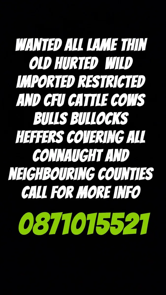 CFU Cattle bought - Image 2