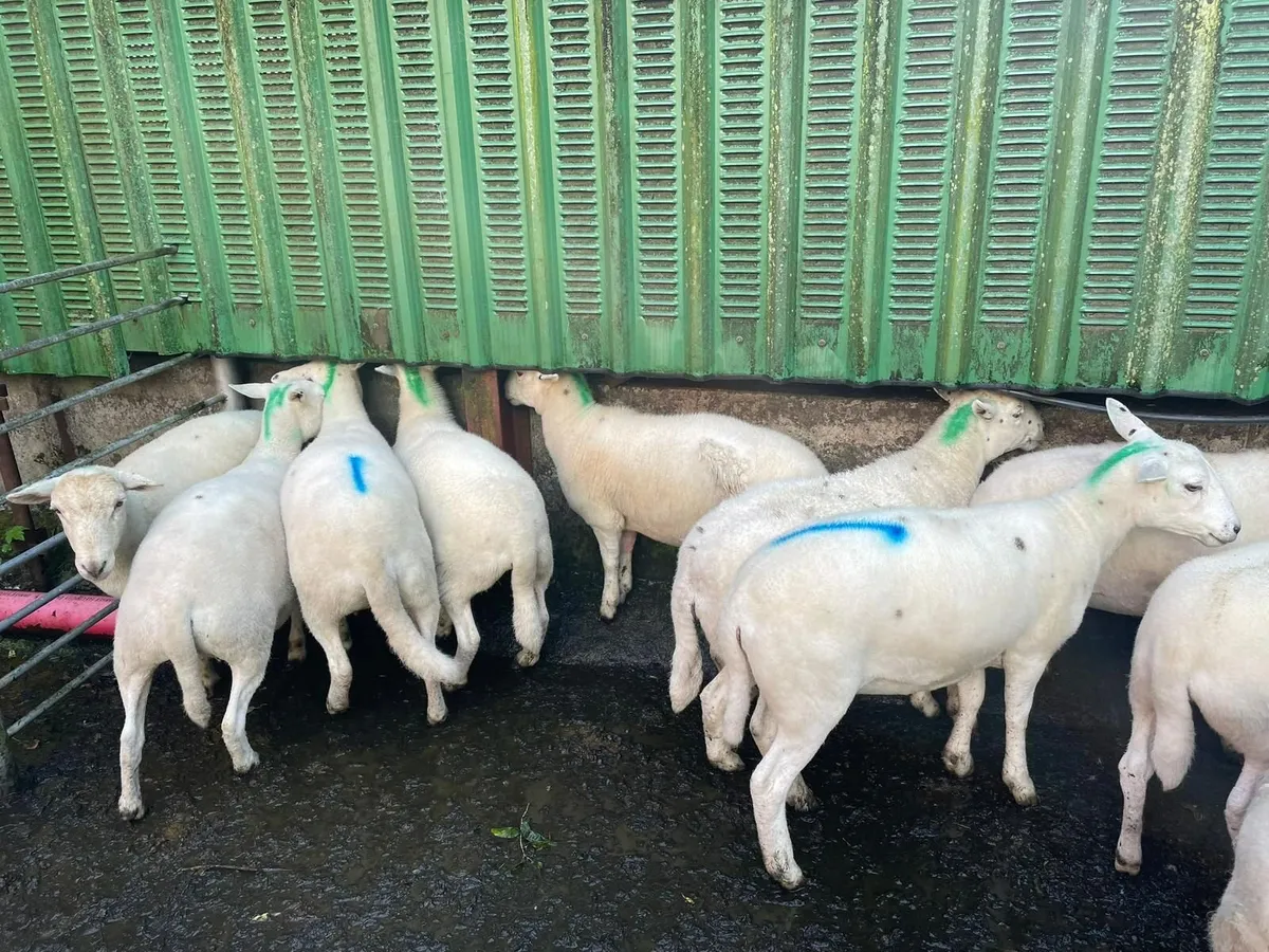 Sheep - Image 1