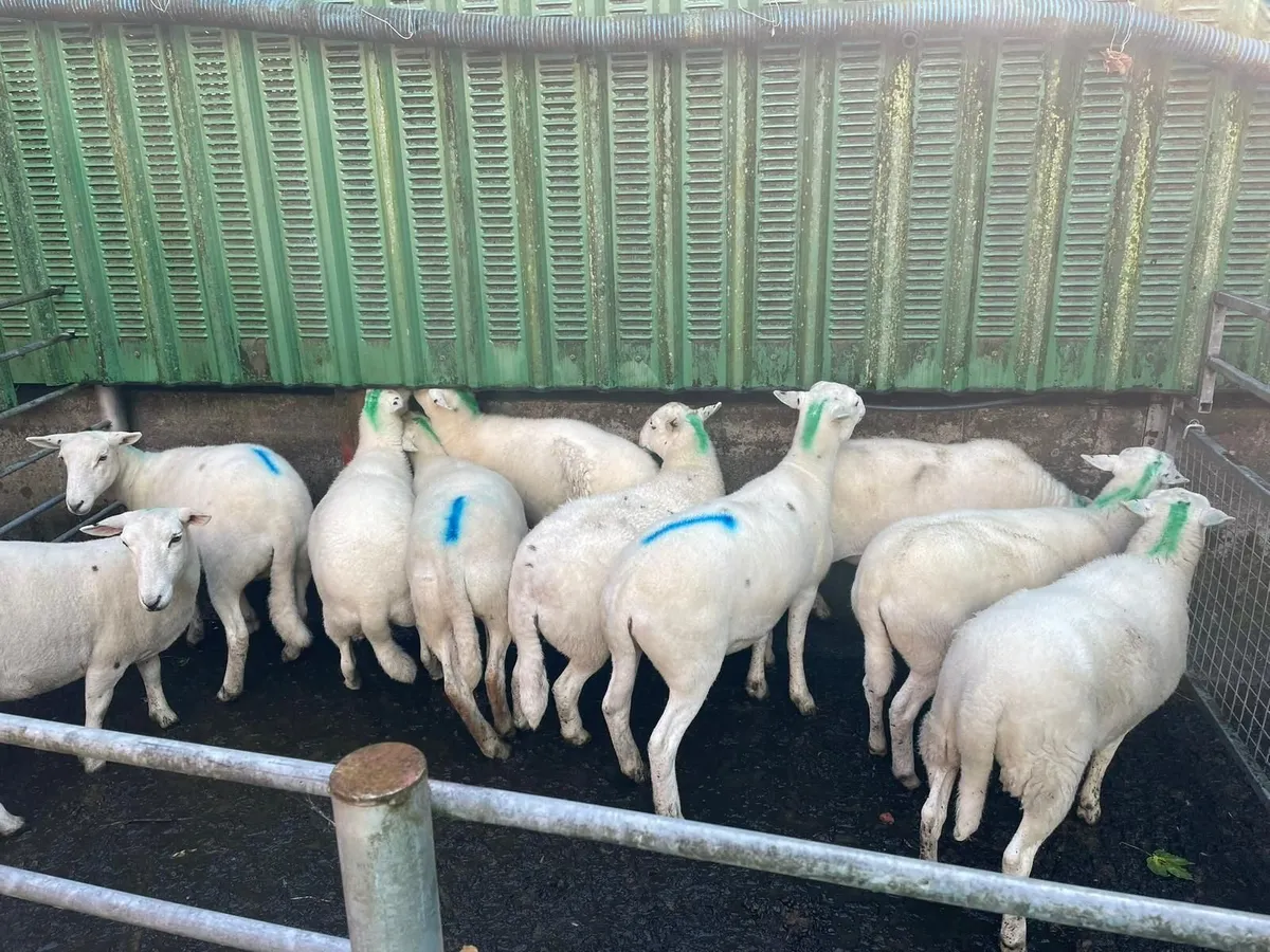 Sheep - Image 2