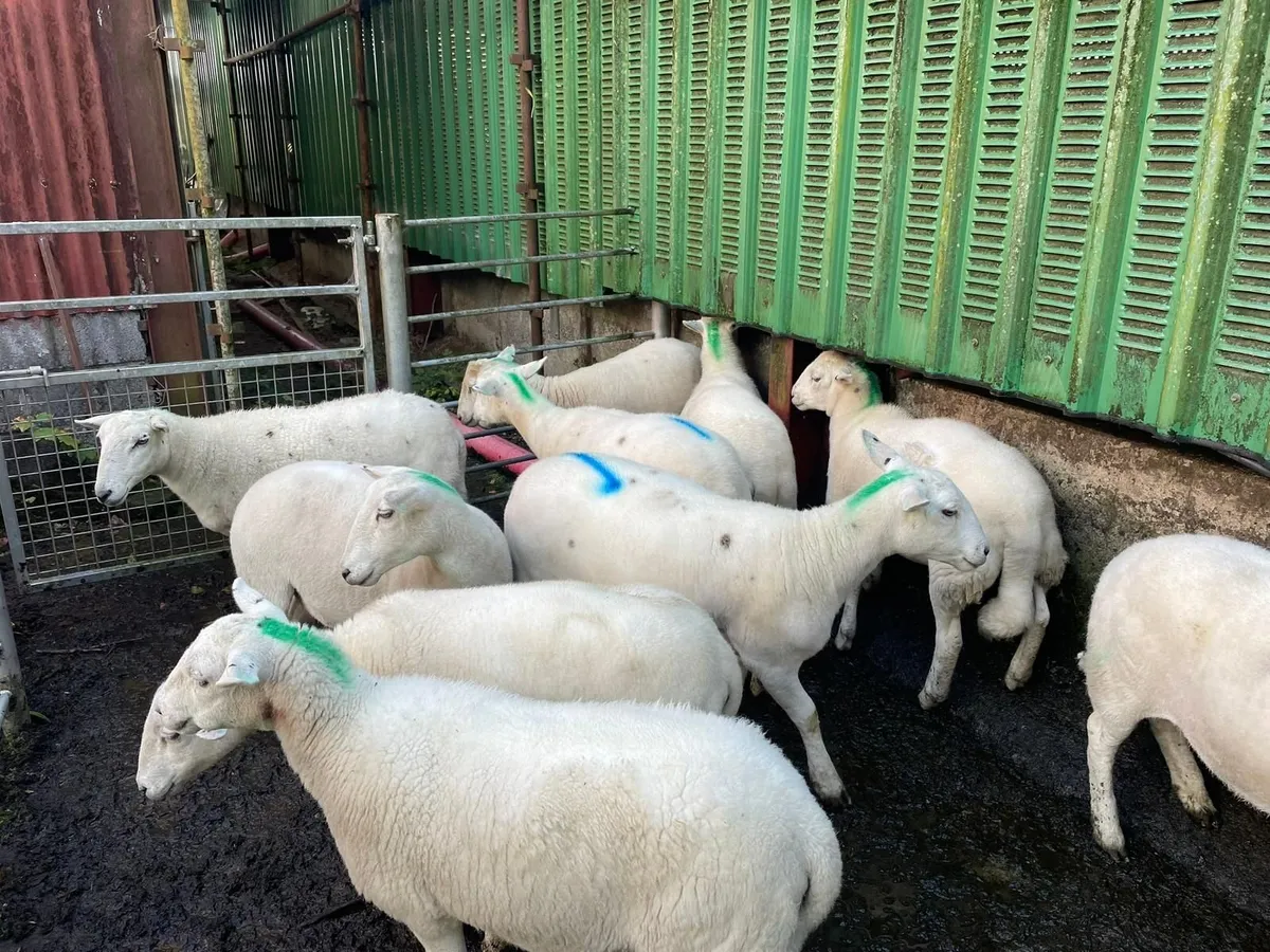 Sheep - Image 3