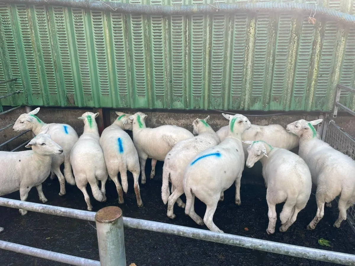Sheep - Image 4