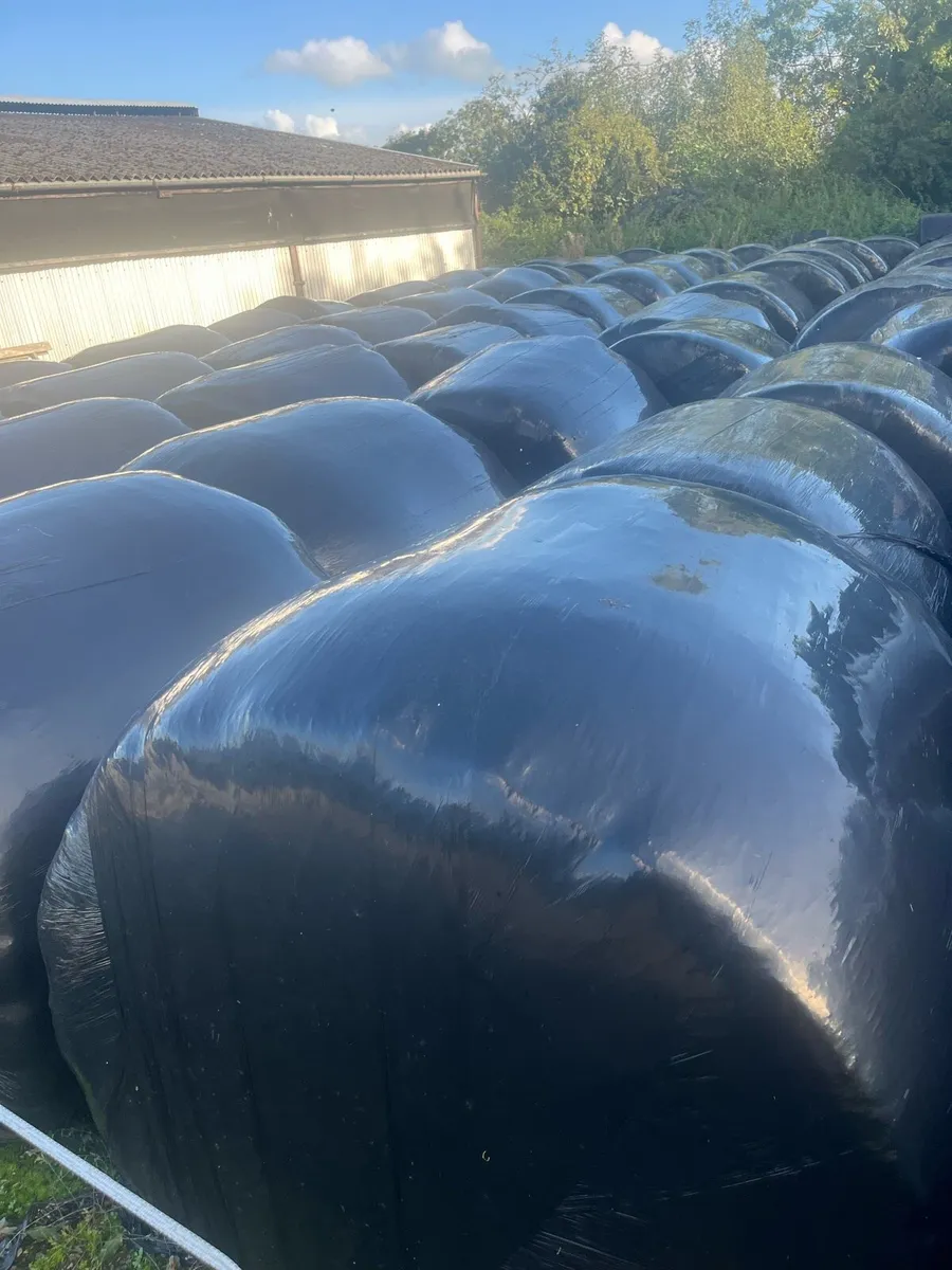 Silage Bales - Image 1