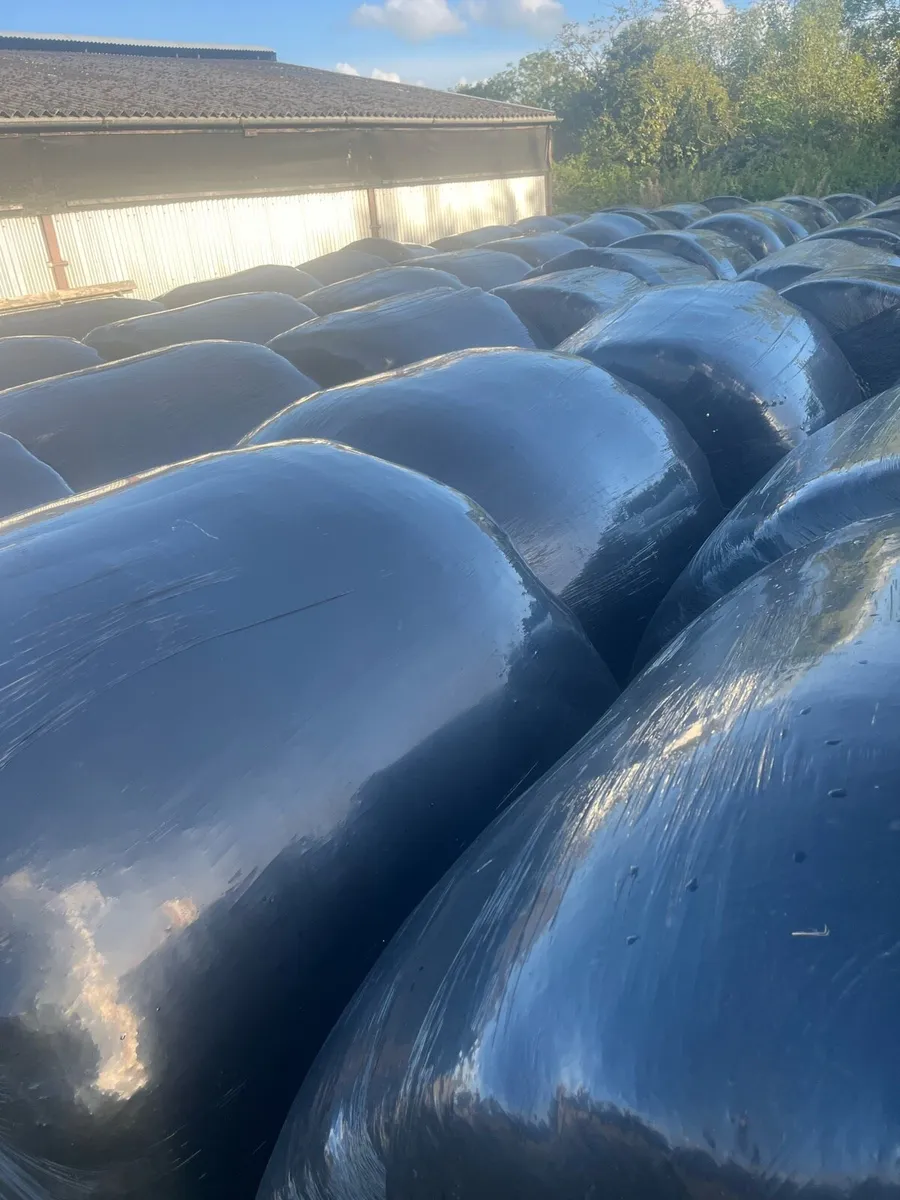 Silage Bales - Image 2