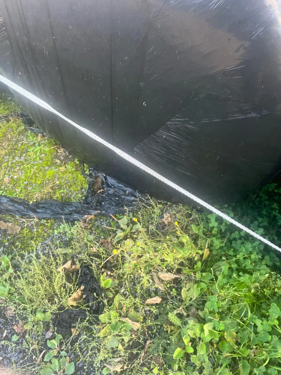 Silage Bales - Image 3