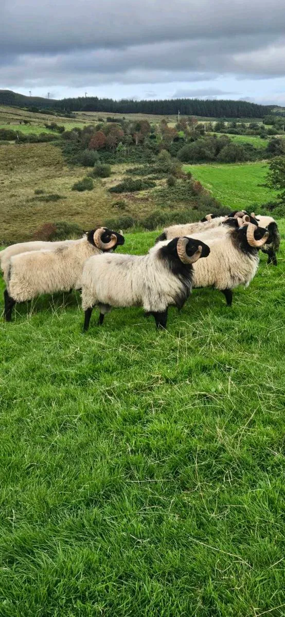 Mayo mountain Ram's - Image 1