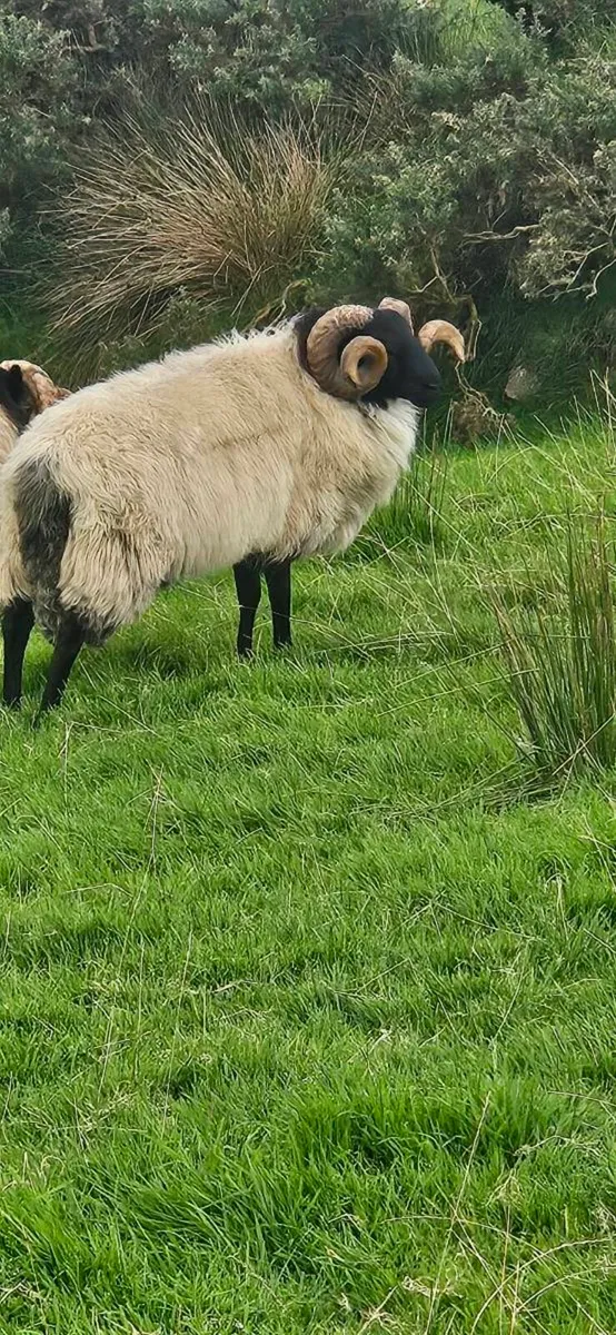Mayo mountain Ram's - Image 2