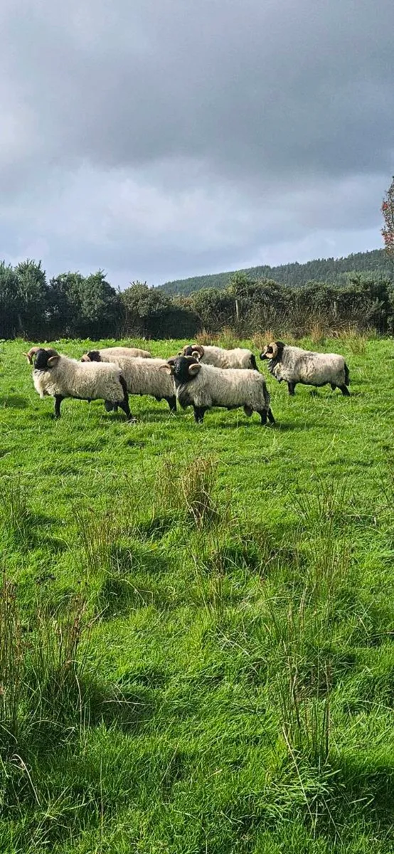 Mayo mountain Ram's - Image 3