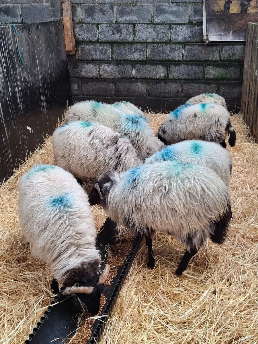 Ram lambs - Image 1
