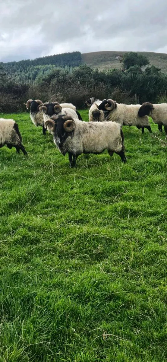Mayo mountain Ram's - Image 4