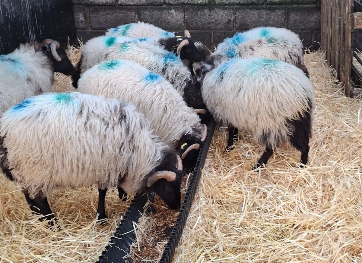 Ram lambs - Image 2