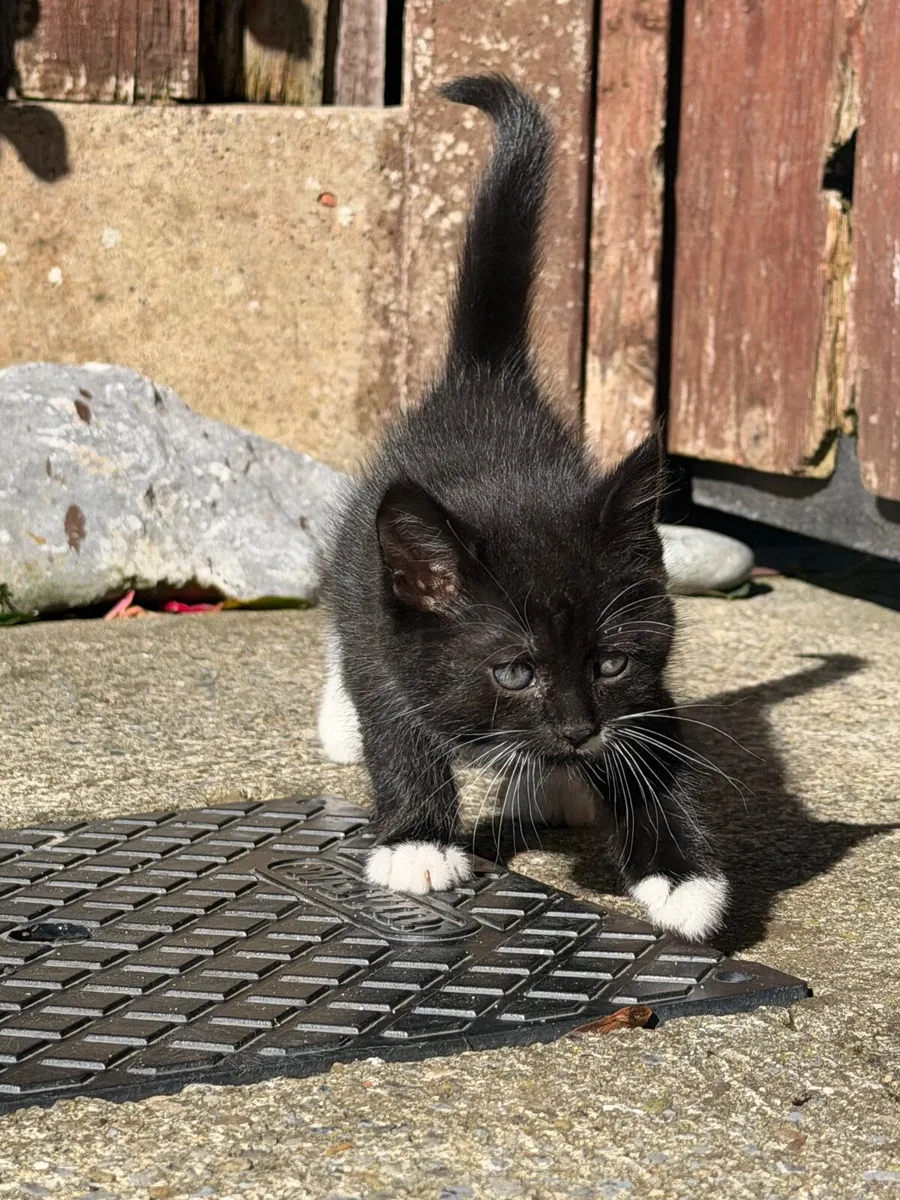 Kitten female - Image 2