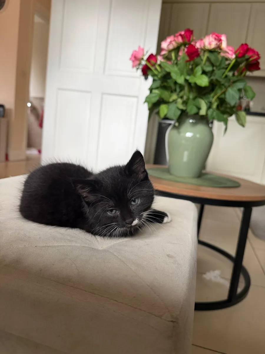 Kitten female - Image 3