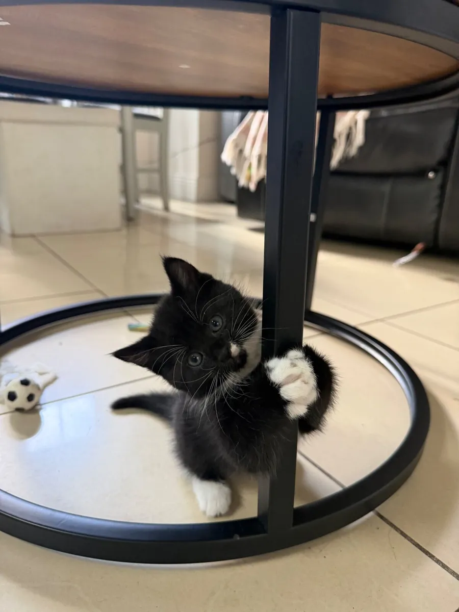 Kitten female - Image 4