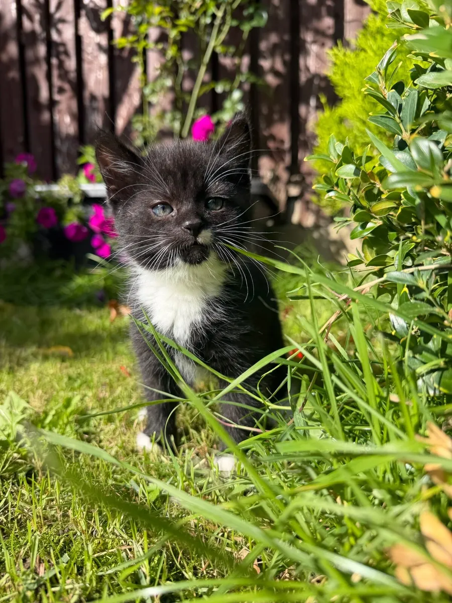 Kitten female - Image 1