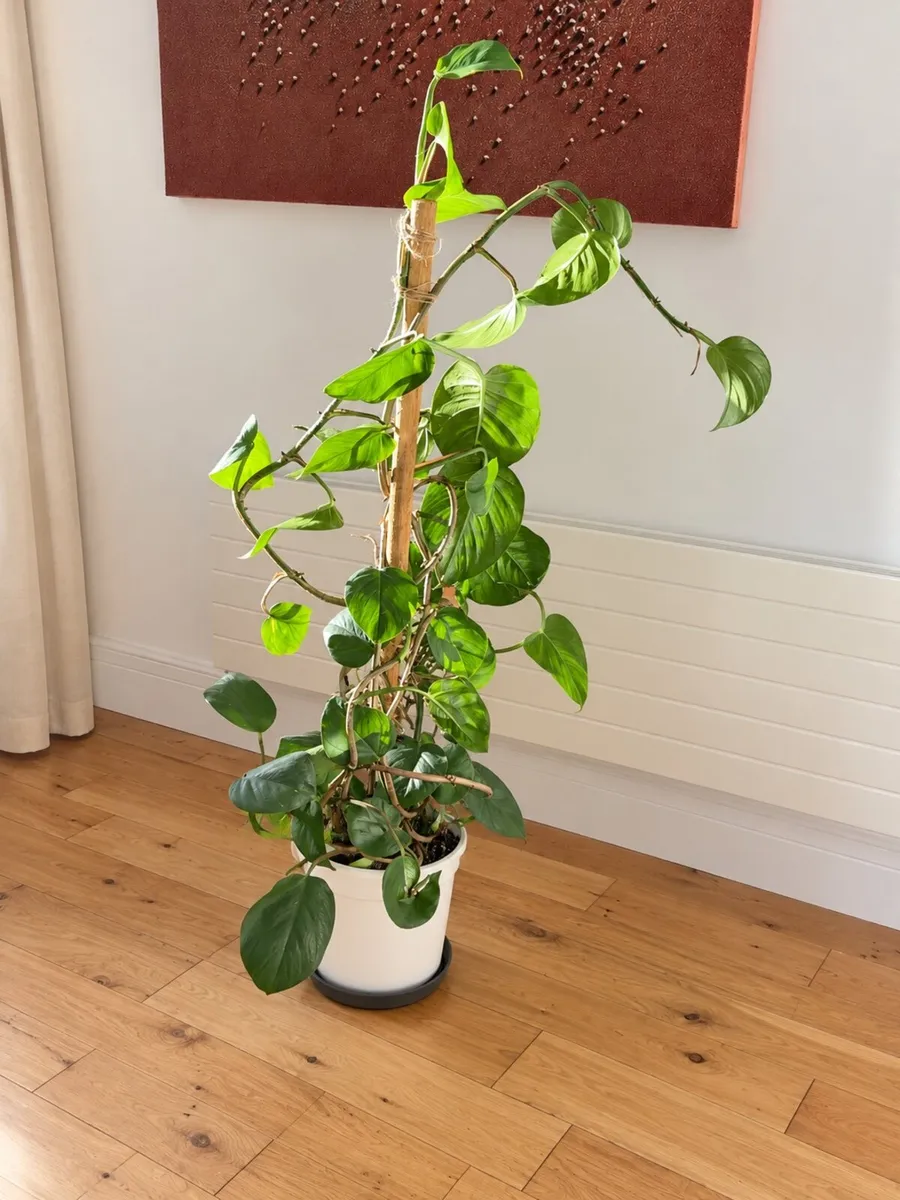 Large money plant