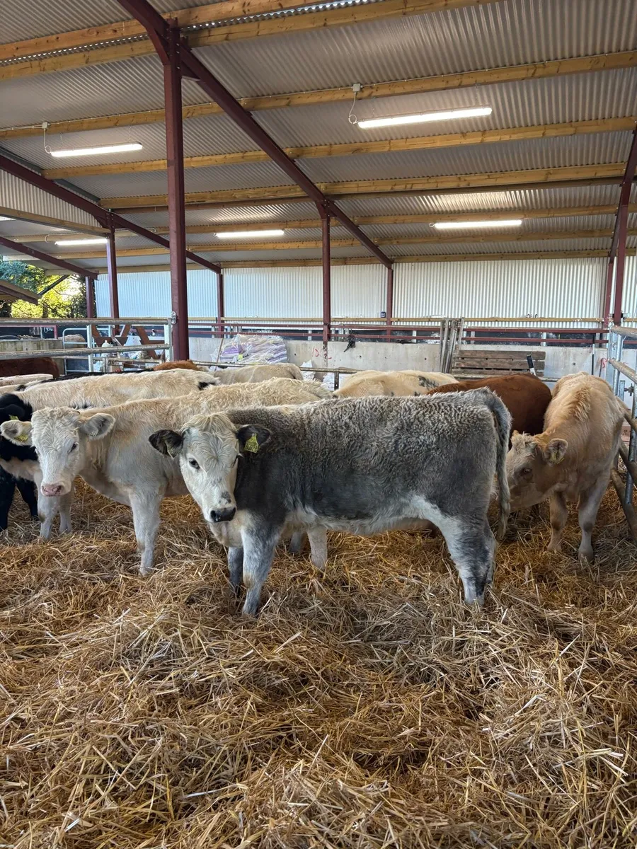 10 super 250kg suckler bred heifers 🔥🔥 - Image 1