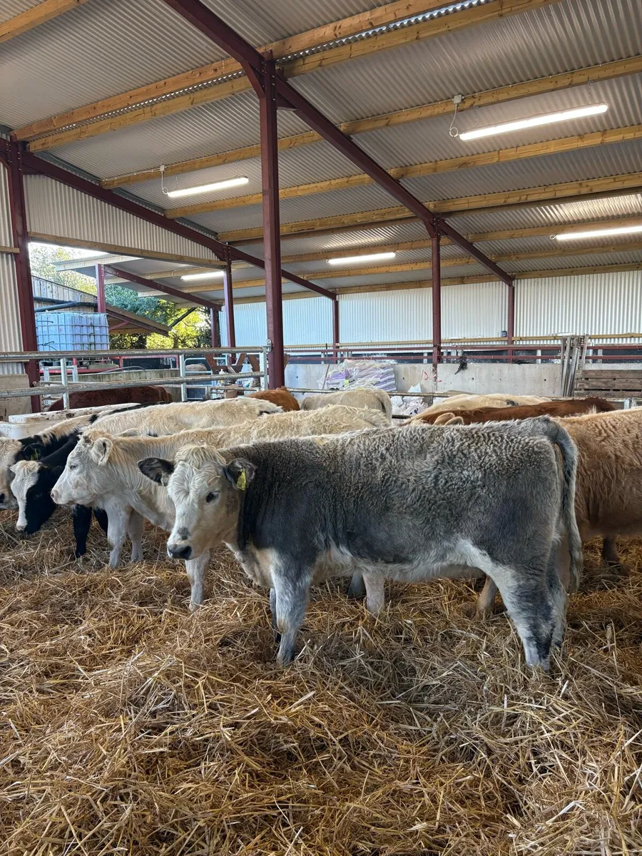 10 super 250kg suckler bred heifers 🔥🔥 - Image 2