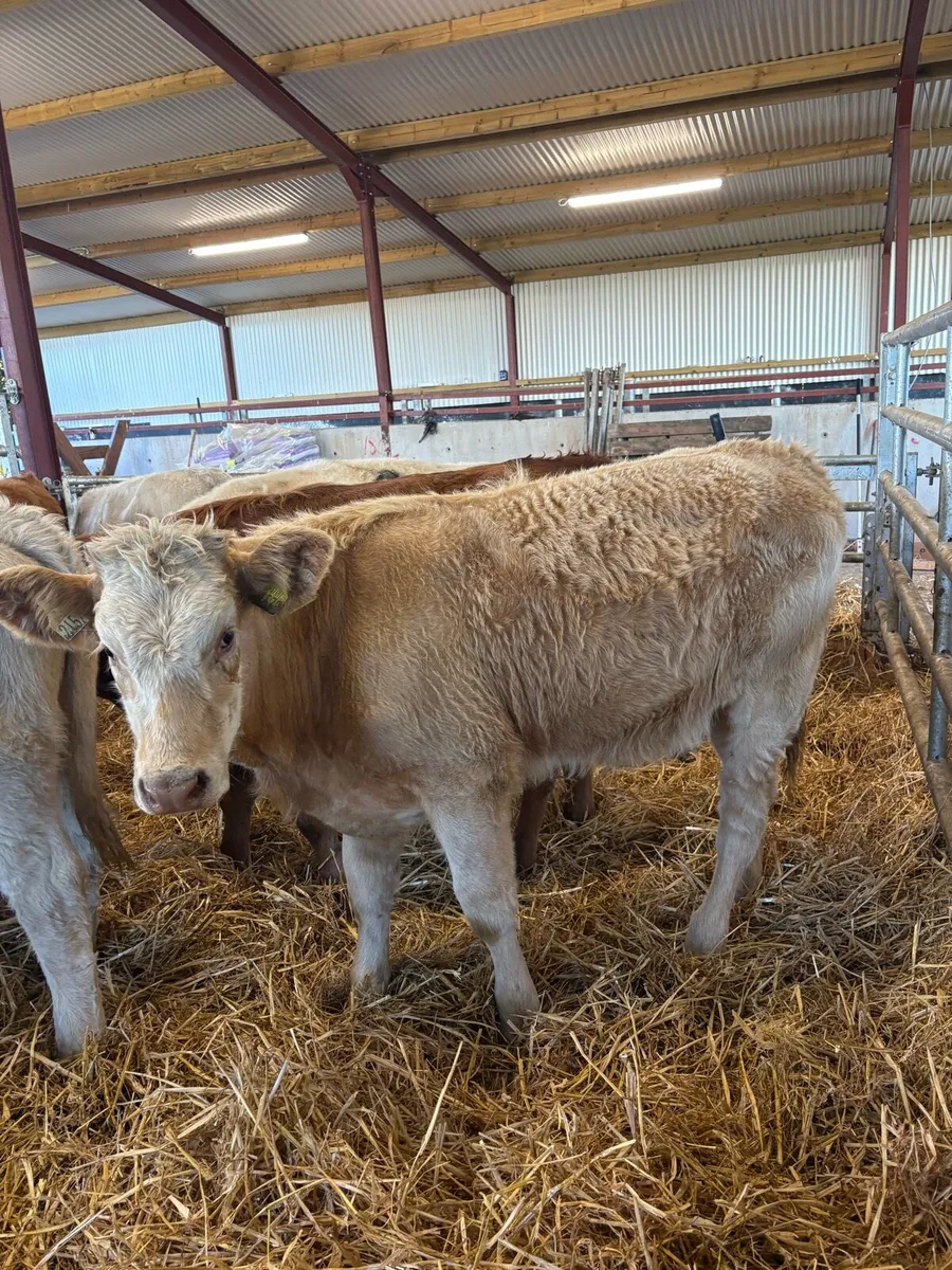 10 super 250kg suckler bred heifers 🔥🔥 - Image 3