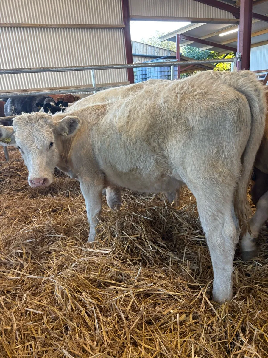 10 super 250kg suckler bred heifers 🔥🔥 - Image 4