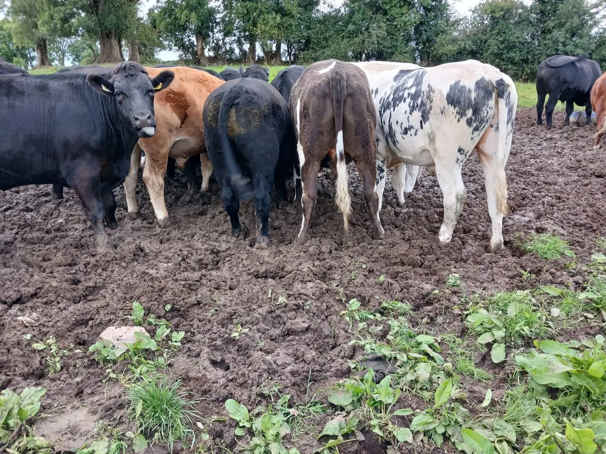 Bullocks/bulls - Image 1