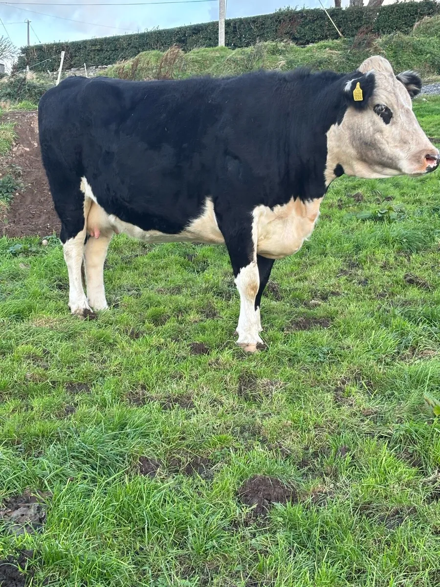 In calf young cow - Image 1