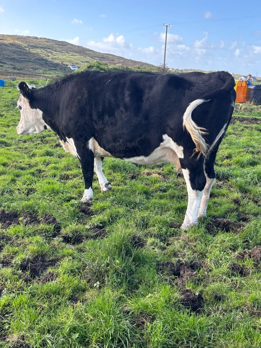 In calf young cow - Image 2