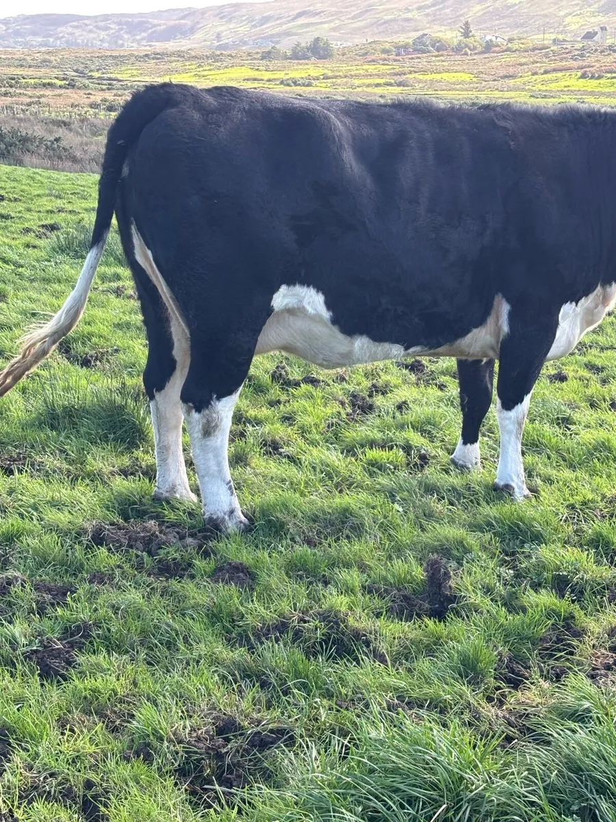 In calf young cow - Image 3