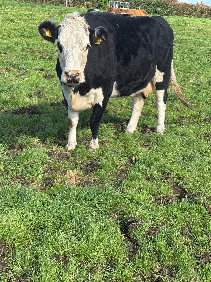 In calf young cow - Image 4