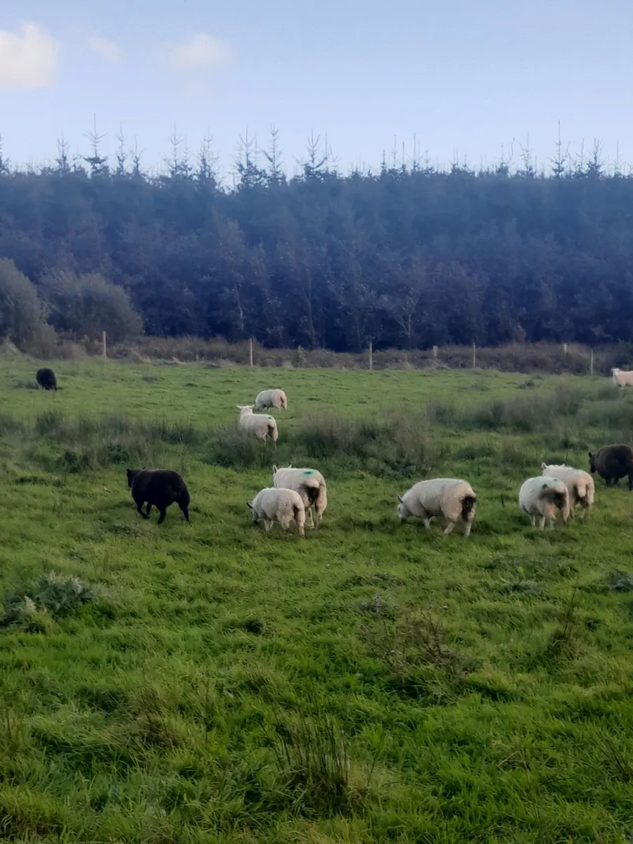 Organic Store Lambs - Image 2