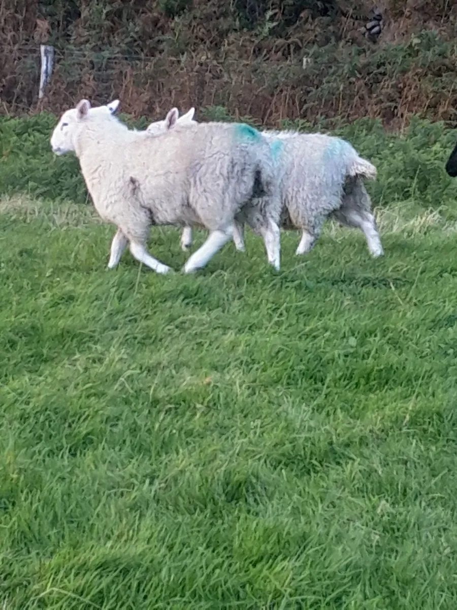 Organic Store Lambs - Image 3