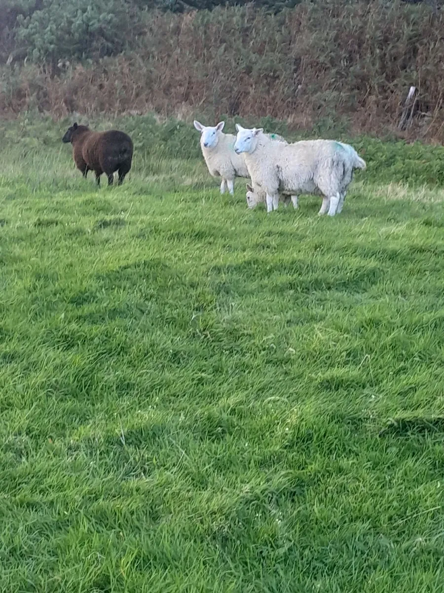Organic Store Lambs - Image 1