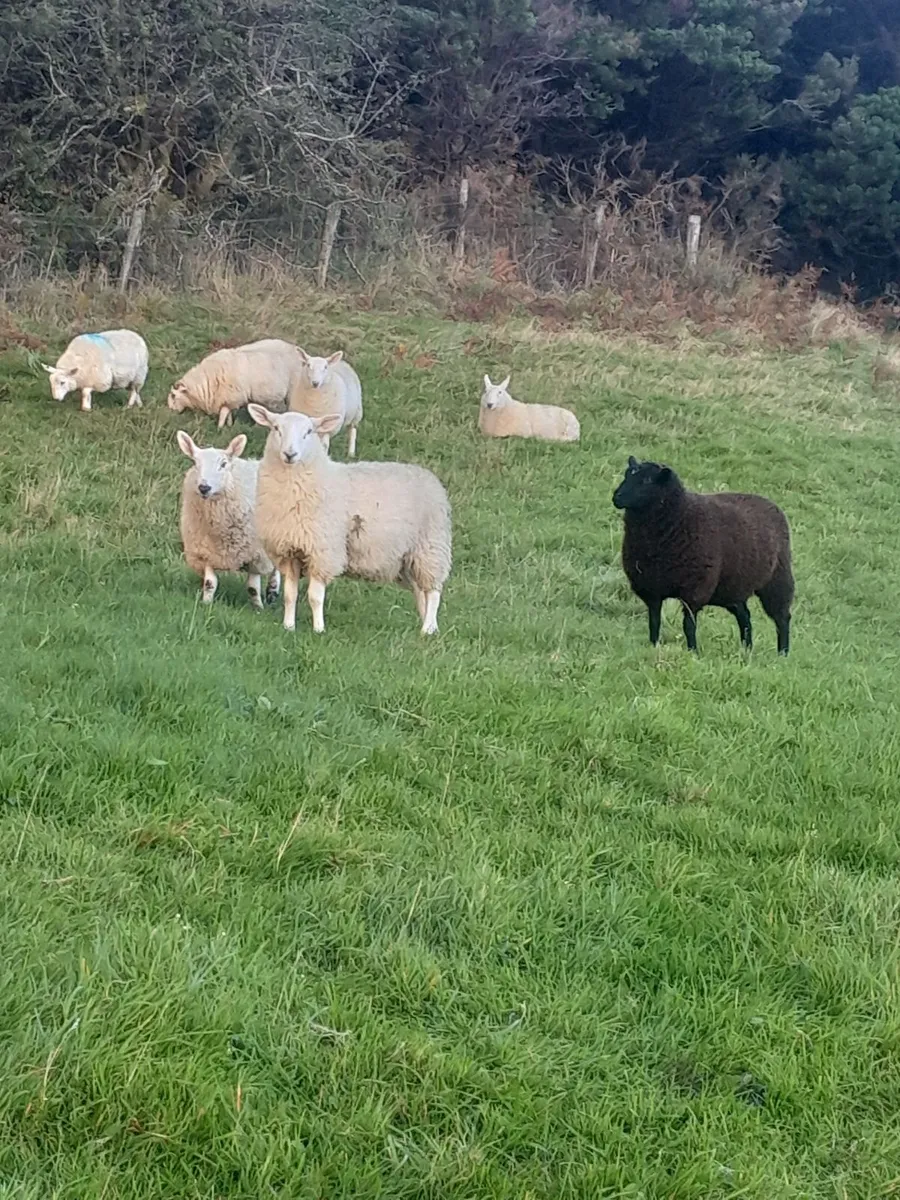 Organic Store Lambs - Image 4