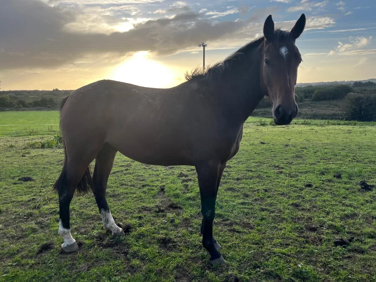 3 year old horses - Image 1