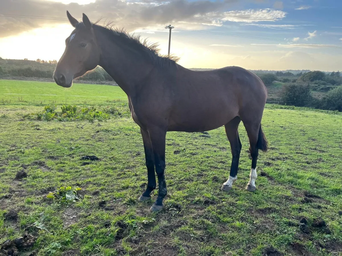 3 year old horses - Image 2