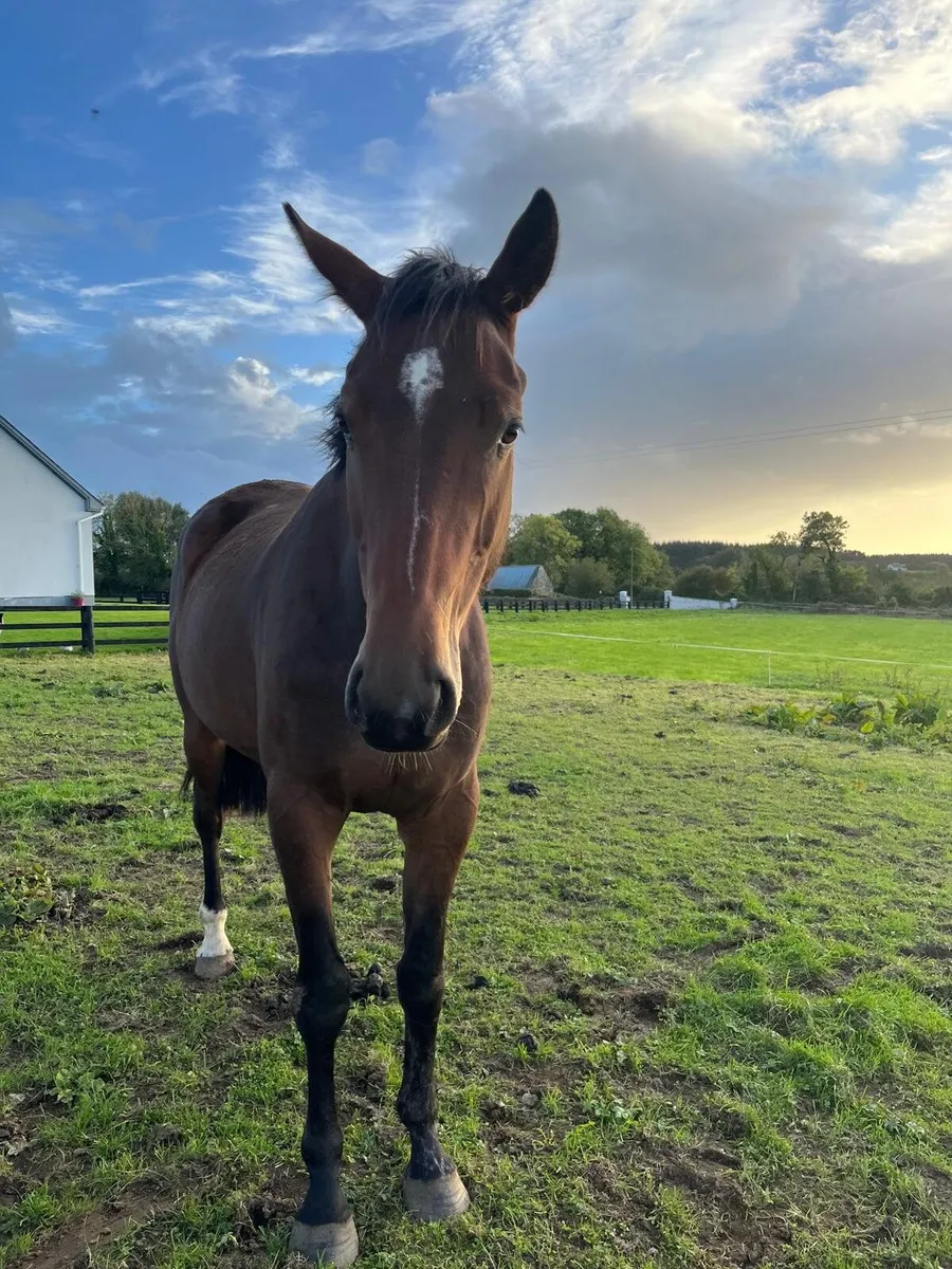 3 year old horses - Image 3