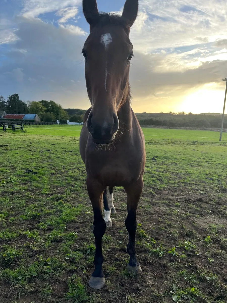 3 year old horses - Image 4