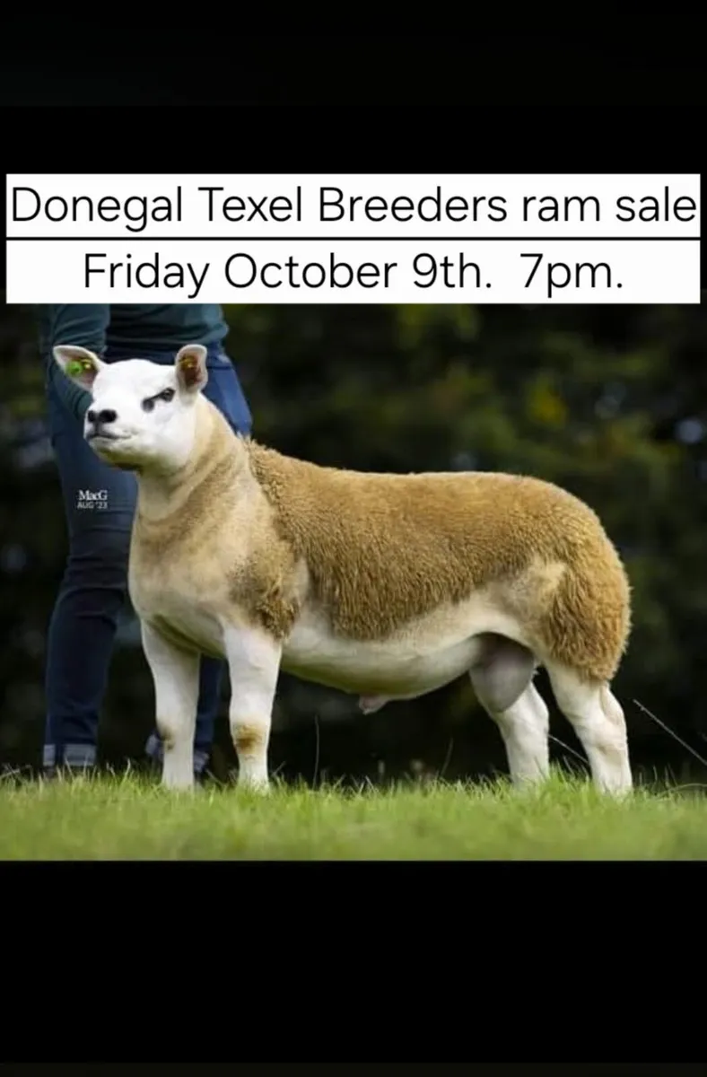 Donegal Texel Breeders Harvest Ram Sale - Image 1