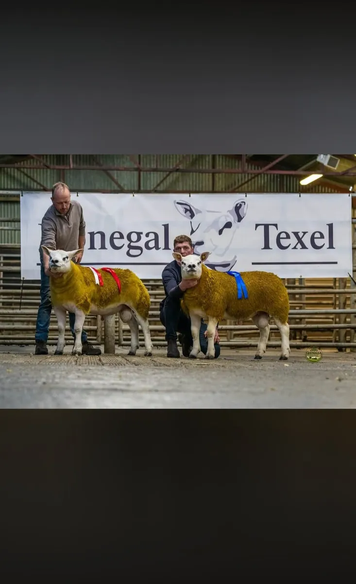 Donegal Texel Breeders Harvest Ram Sale - Image 2