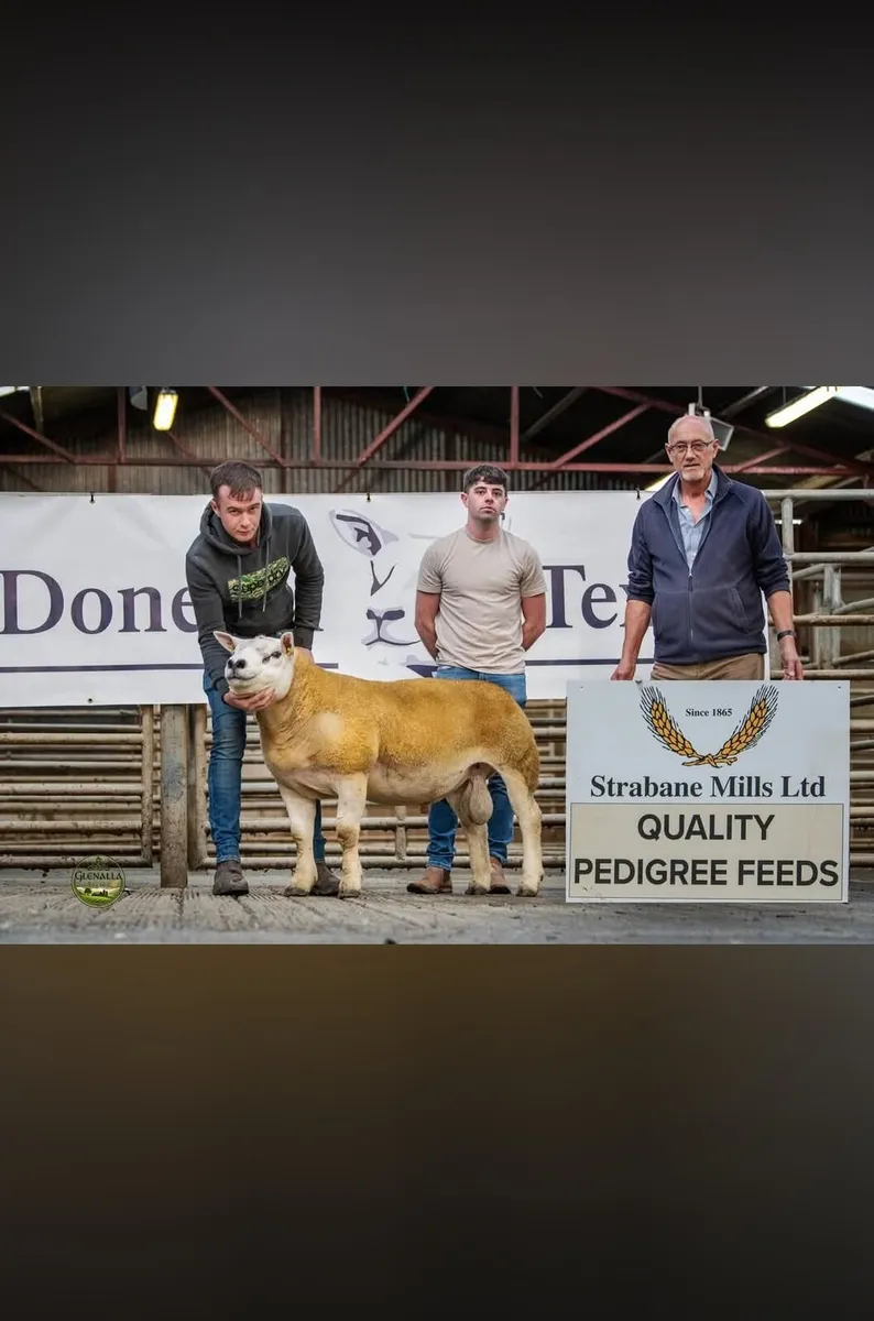 Donegal Texel Breeders Harvest Ram Sale - Image 3