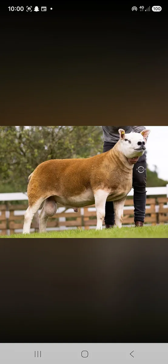 Donegal Texel Breeders Harvest Ram Sale - Image 4