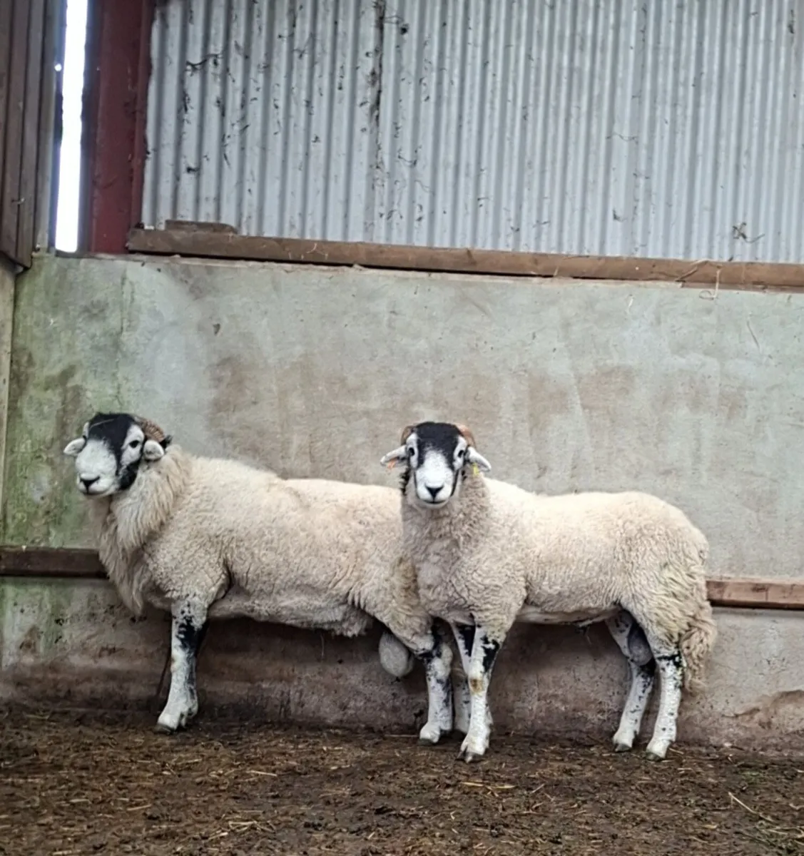 Swaledale Ram - Image 1