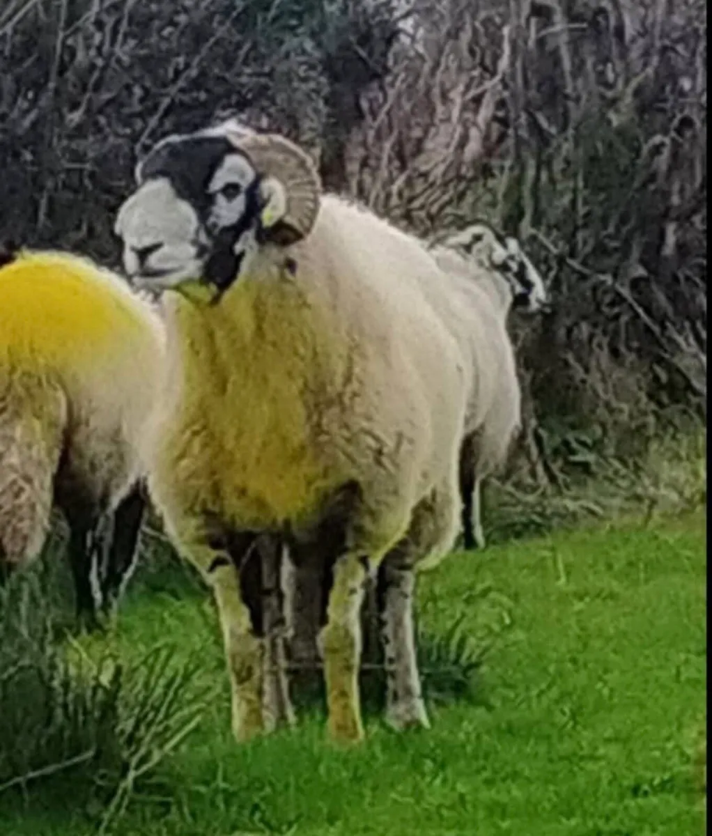 Swaledale Ram - Image 2