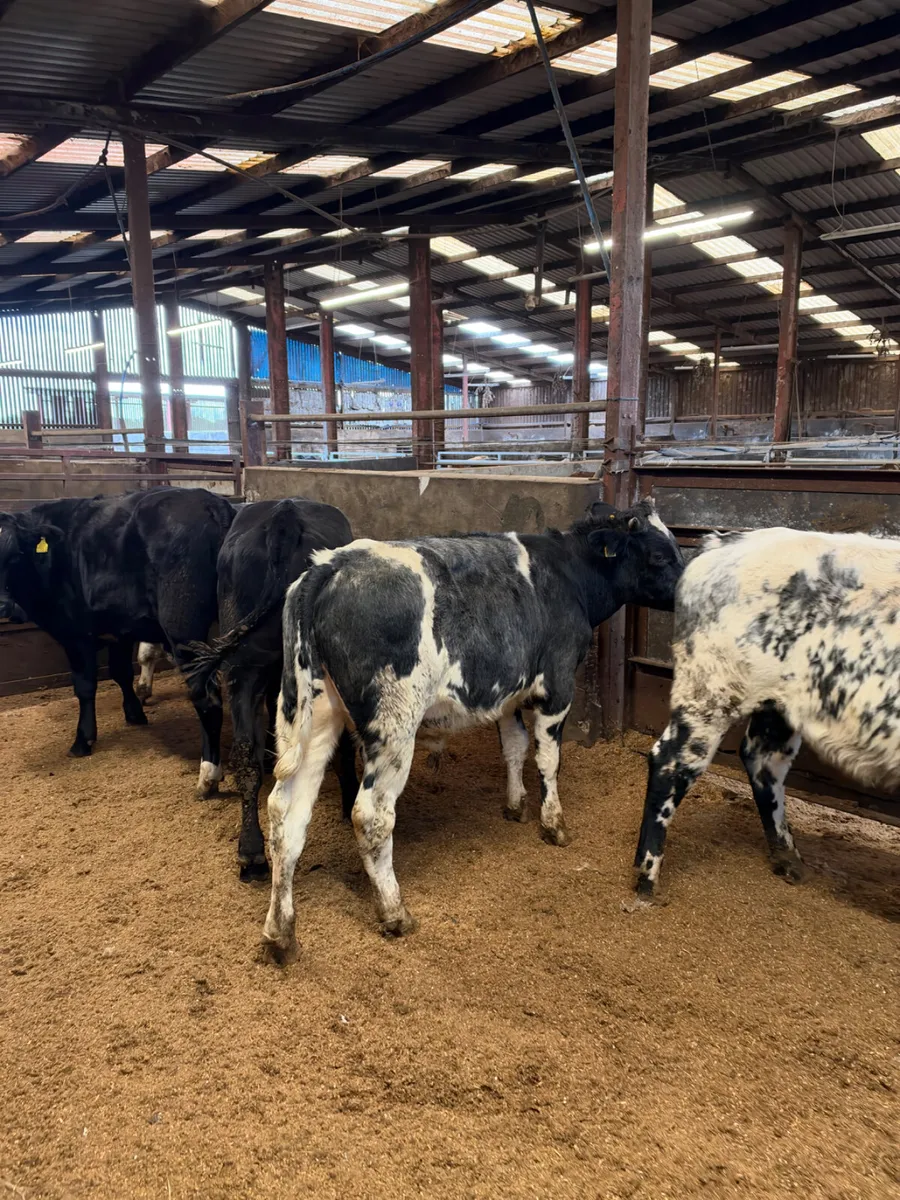 Blue and Angus bullocks - Image 4