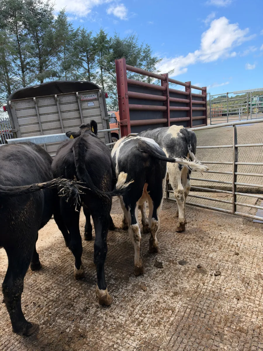 Blue and Angus bullocks - Image 3