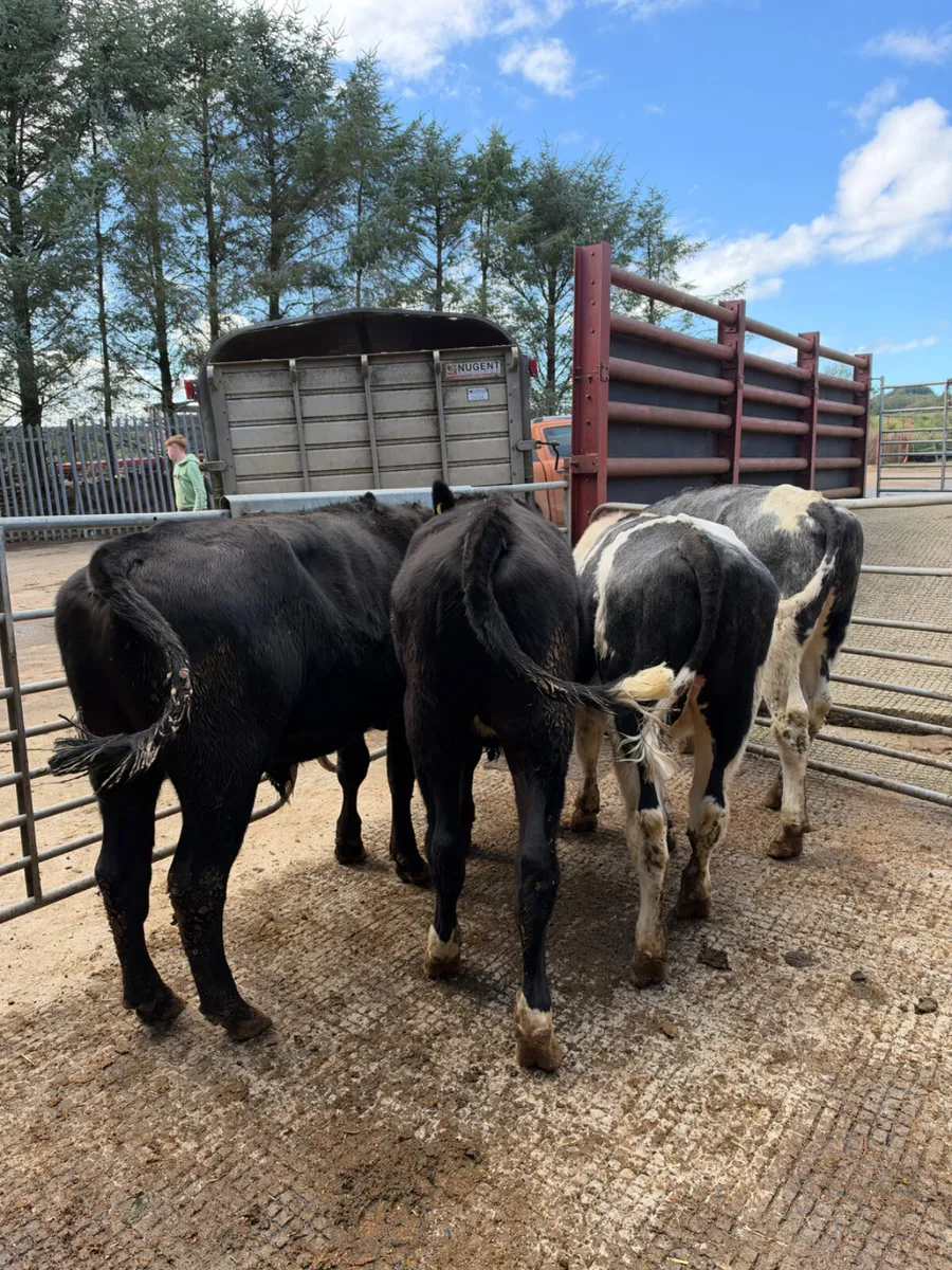 Blue and Angus bullocks - Image 2