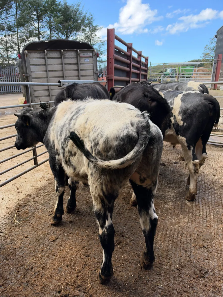 Blue and Angus bullocks - Image 1