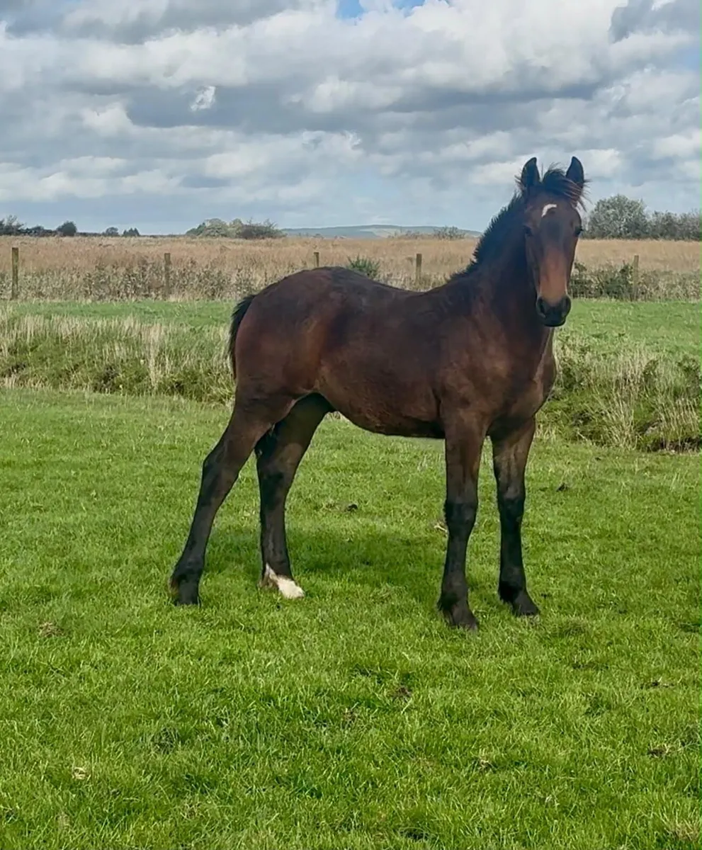 Colt foal - Image 1