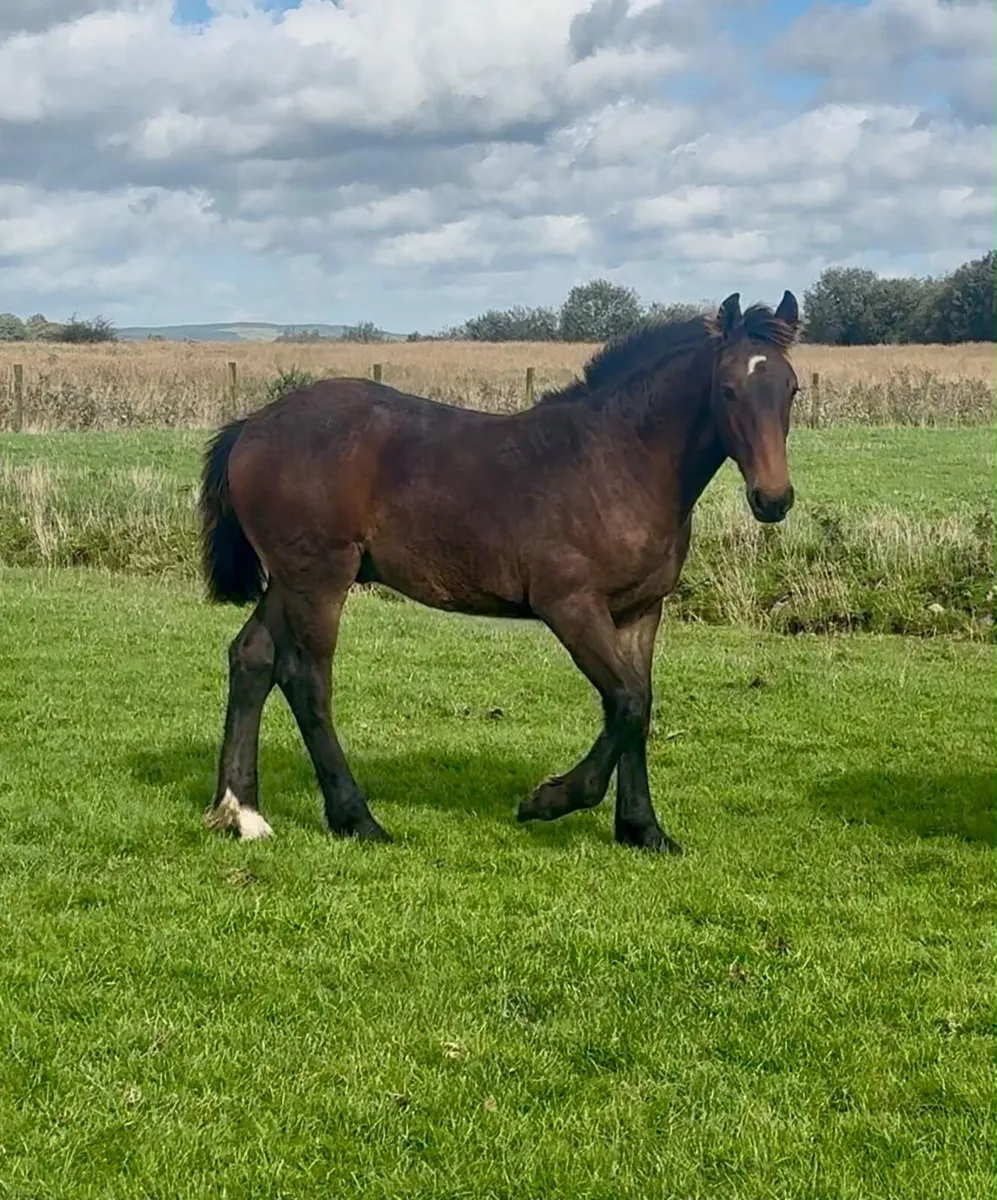 Colt foal - Image 2